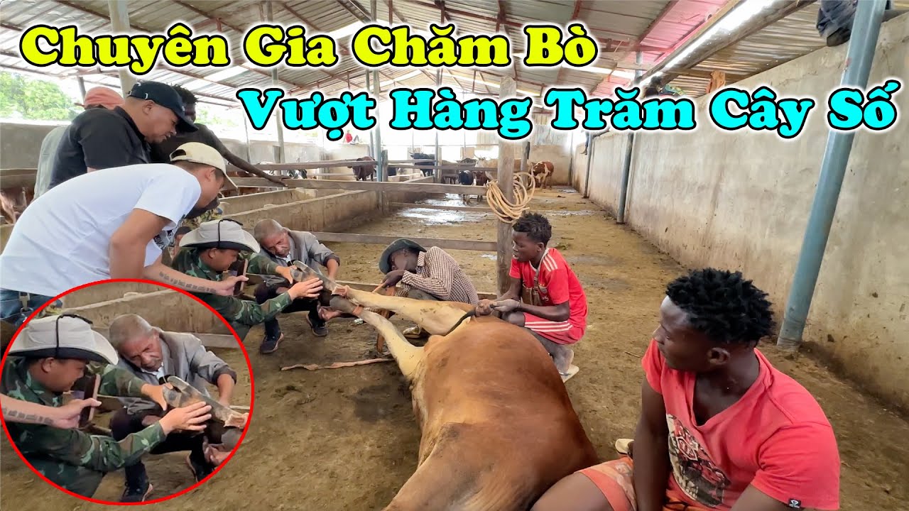 Được Chuyên Gia Về Chăm Nuôi Bò Vượt Hàng Trăm Cây Số Kiểm Tra Tình Hình Sức Khoẻ Đàn Bò (phần 1)